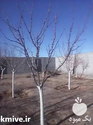 هرس و فروش نهال در گروه خرید و فروش نهال در یکمیوه -عکس1