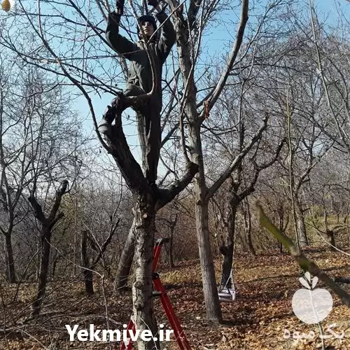 سمپاشی محلول پاشی کود دهی در گروه خدمات باغبانی در یکمیوه -عکس1