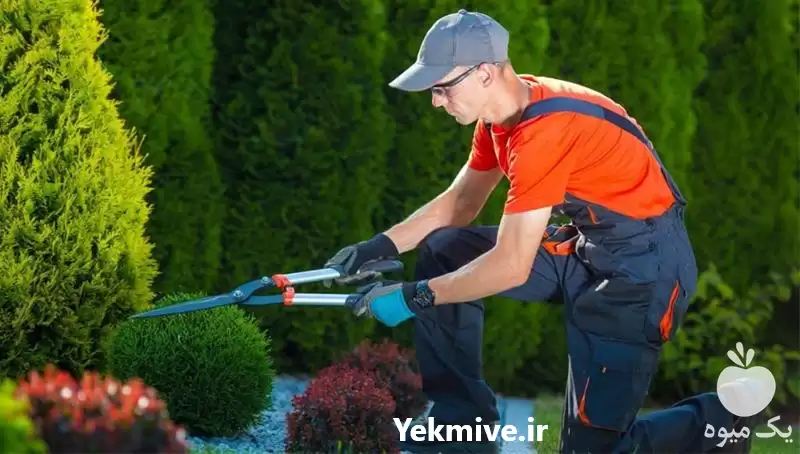 ارائه کلیه خدمات باغبانی با تیمی در رشت در گروه سازنده در یکمیوه -عکس1