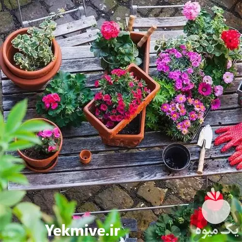 خدمات باغبانی علف زنی در گروه خدمات باغبانی در یکمیوه -عکس1