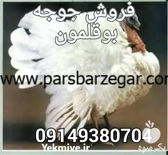 فروش جوجه بوقلمون گوشتی در ارومیه در گروه مرغ و خروس و بوقلمون و اردک قو قاز در یکمیوه -عکس1