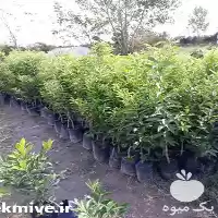 قیمت خرید درخت کامکوات خوراکی تزییناتی در ساری در گروه خرید و فروش گیاهان زینتی در یکمیوه