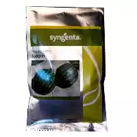 قیمت خرید بذر هندوانه تاپ گان در تبریز در گروه خرید و فروش بذر هندوانه در یکمیوه