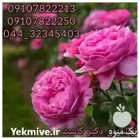 فروش عمده نهال بی ثمر گل در ارومیه در گروه خرید و فروش نهال در یکمیوه
