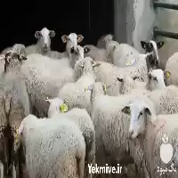 قوچ فروش قوچ در اصفهان در گروه گاو و گوسفند و میش و بز کهره گوساله در یکمیوه