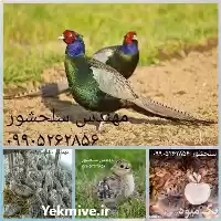 فروش جوجه قرقاول در بوشهر در گروه مرغ و خروس و بوقلمون و اردک قو قاز در یکمیوه