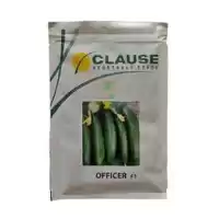 فروش بذر خیار افیسر با صرفه در گروه خرید و فروش بذر خیار در یکمیوه