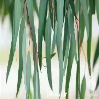 فروش تولید گسترده عرق اکالیپتوس ویژه در اصفهان در گروه خرید و فروش انواع عرقیجات در یکمیوه