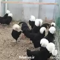 پیش فروش تخم لهستانی در رشت در گروه انواع تخم ها در یکمیوه