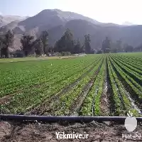 قیمت خرید عرضه نوار های آبیاری در کرج در گروه خرید و فروش دستگاه آبیاری در یکمیوه