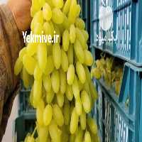 قیمت خرید میوه درجه یک در گروه خرید و فروش شلیل در یکمیوه