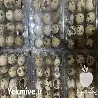 قیمت خرید تخم بلدرچین در تهران در گروه انواع تخم ها در یکمیوه