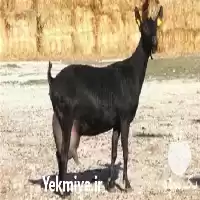 قیمت خرید بز مورسیا در اصفهان در گروه گاو و گوسفند و میش و بز کهره گوساله در یکمیوه