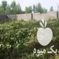 خدمات باغبانی علف زنی با دستگاه در لاهیجان در گروه هرس کاری در یکمیوه