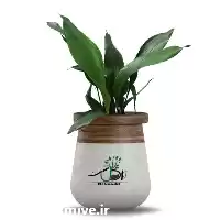 فروش عمده گیاه برگ عبایی در اصفهان در گروه خرید و فروش گیاهان زینتی در یکمیوه