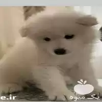 قیمت خرید توله دو ماهه سگ در گروه سگ و گربه در یکمیوه