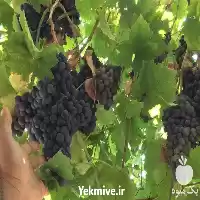 فروش نهال انگور در مشهد در گروه خرید و فروش نهال انگور در یکمیوه