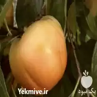 تولید کننده و فروش نهال خرمالو در گروه خرید و فروش نهال خرمالو در یکمیوه
