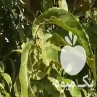 خرید یا اجارہ شلیل مغان و شمس در تاکستان در گروه خرید و فروش شلیل در یکمیوه