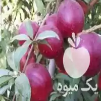 قیمت خرید اجاره باغ شلیل رو در ارومیه در گروه اجاره باغ میوه در یکمیوه