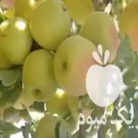 قیمت خرید میوه ارگانک سیب گلاب هلو شلیل در ازنا در گروه خرید و فروش شلیل در یکمیوه