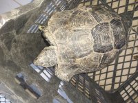 آگهی مشابه لاکپشت خاکی 12 ساله در کرج در گروه حیوانات خانگی در یکمیوه