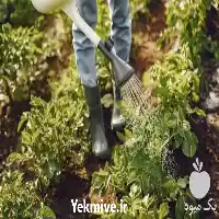 خدمات باغبانی در گروه خدمات باغبانی در یکمیوه
