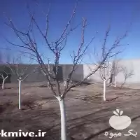 هرس و فروش نهال در گروه خرید و فروش نهال در یکمیوه