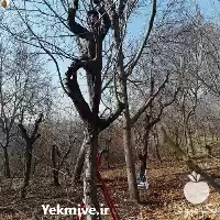 سمپاشی محلول پاشی کود دهی در گروه خدمات باغبانی در یکمیوه