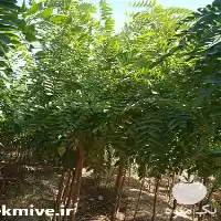 فروش ترون و نهال در کرج در گروه خرید و فروش نهال در یکمیوه