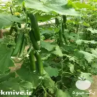 قیمت خرید بذر خیار مارسل در اردبیل در گروه خرید و فروش بذر خیار در یکمیوه