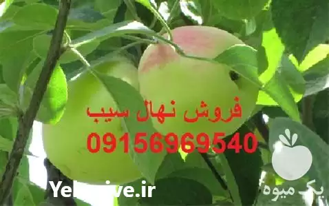 فروش نهال سیب توسرخ لبنان در تبریز در گروه خرید و فروش نهال میوه در یکمیوه -عکس1