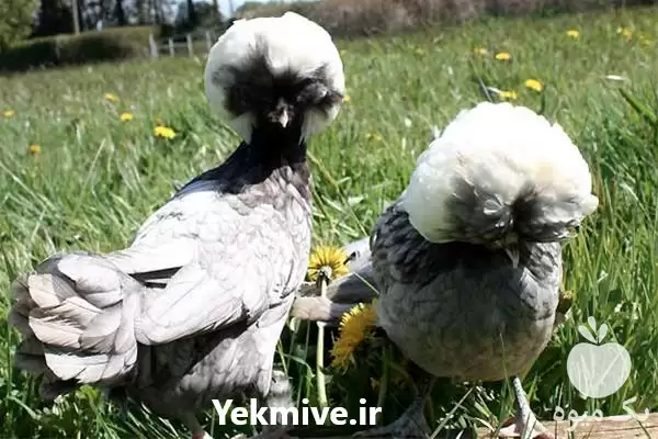 قیمت خرید مرغ و خروس لهستانی در تهران در گروه مرغ و خروس و بوقلمون و اردک قو قاز در یکمیوه -عکس1