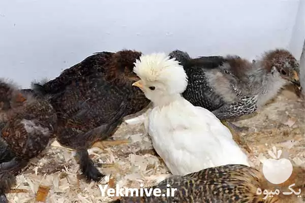 فروش تخم نطفه دار جوجه مرغ در خرم‌ آباد در گروه انواع تخم ها در یکمیوه -عکس1