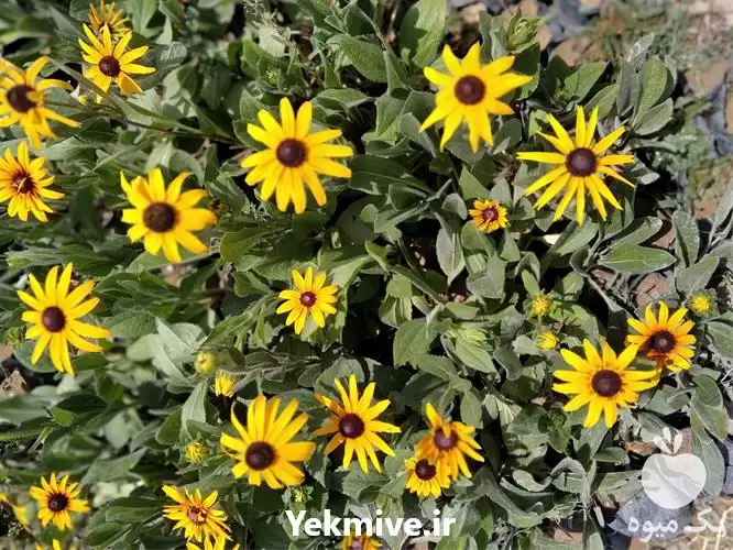 طراحی فضای سبز در گروه سازنده در یکمیوه -عکس1