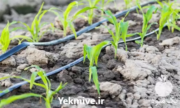 فروش نوار تیپ با شرایط پرداخت در گروه خرید و فروش نوار تیپ در یکمیوه -عکس1