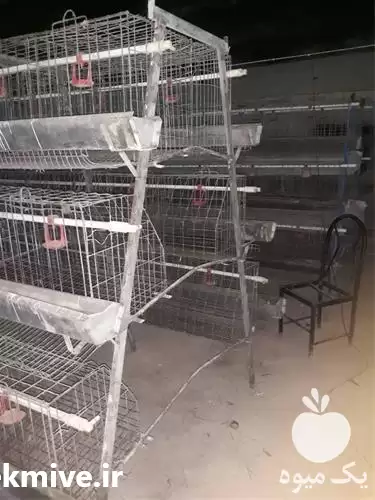 قیمت خرید قفس مرغ تخمگذار مرغ در قم در گروه تجهیزات مرغداری در یکمیوه -عکس1