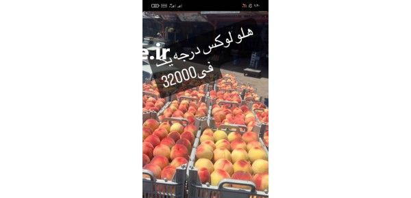 قیمت خرید میوه باغ در کرج در گروه خرید و فروش محصولات باغبانی در یکمیوه -عکس1