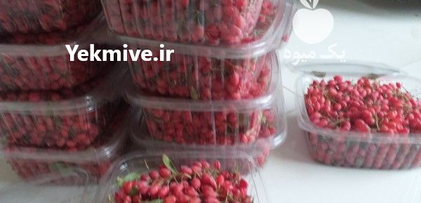 فروش زرشک شاخه تازه در گروه خرید و فروش زرشک در یکمیوه -عکس1