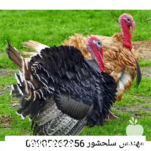 قیمت خرید قیمت جوجه بوقلمون در قم در گروه مرغ و خروس و بوقلمون و اردک قو قاز در یکمیوه -عکس1