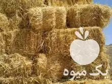 فروش کلش پرسی در میانه در گروه خوراک دام و طیور در یکمیوه -عکس1
