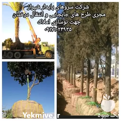 انتقال قطع هرس درختان جهت نوسازی در گروه هرس کاری در یکمیوه -عکس1