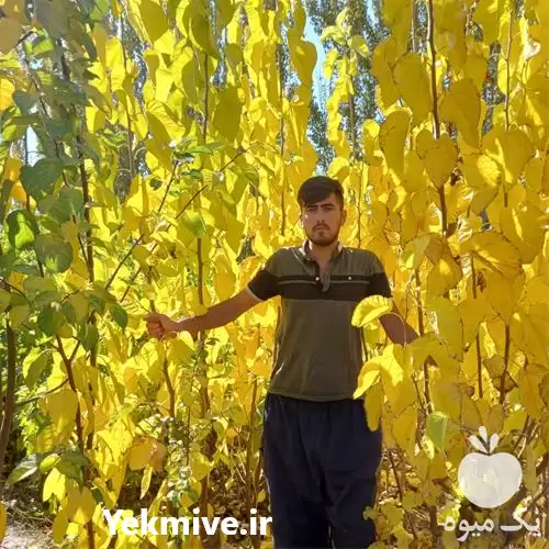 قیمت خرید نهالستان آذر رویال علی در ارومیه در گروه خرید و فروش نهالستان در یکمیوه -عکس1