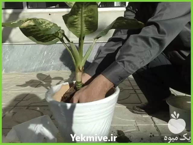 قیمت خرید تعویض خاک گلدان جابجایی در مشهد در گروه خرید و فروش گیاهان زینتی در یکمیوه -عکس1