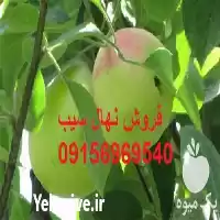 فروش نهال سیب توسرخ لبنان در تبریز در گروه خرید و فروش نهال میوه در یکمیوه