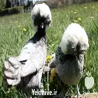 قیمت خرید مرغ و خروس لهستانی در تهران در گروه مرغ و خروس و بوقلمون و اردک قو قاز در یکمیوه