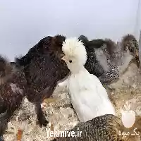 فروش تخم نطفه دار جوجه مرغ در خرم‌ آباد در گروه انواع تخم ها در یکمیوه