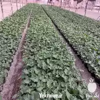 آگهی مشابه قیمت خرید گل برگ انجیری فری در تهران در گروه خرید و فروش گیاهان زینتی در یکمیوه