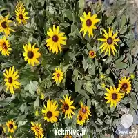 طراحی فضای سبز در گروه سازنده در یکمیوه