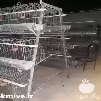 قیمت خرید قفس مرغ تخمگذار مرغ در قم در گروه تجهیزات مرغداری در یکمیوه